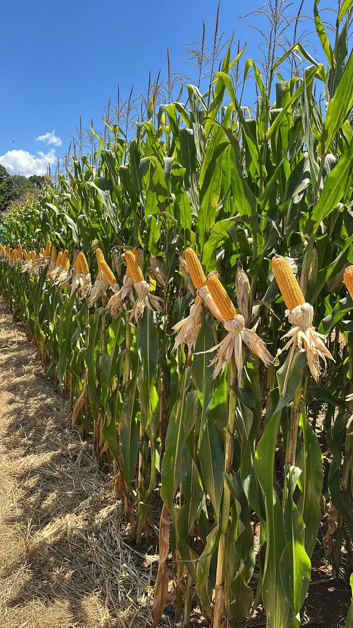 São Pedro da Serra abre encomendas do Programa Milho 100%